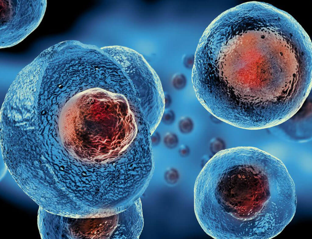 What Are The Different Types Of Stem Cells?